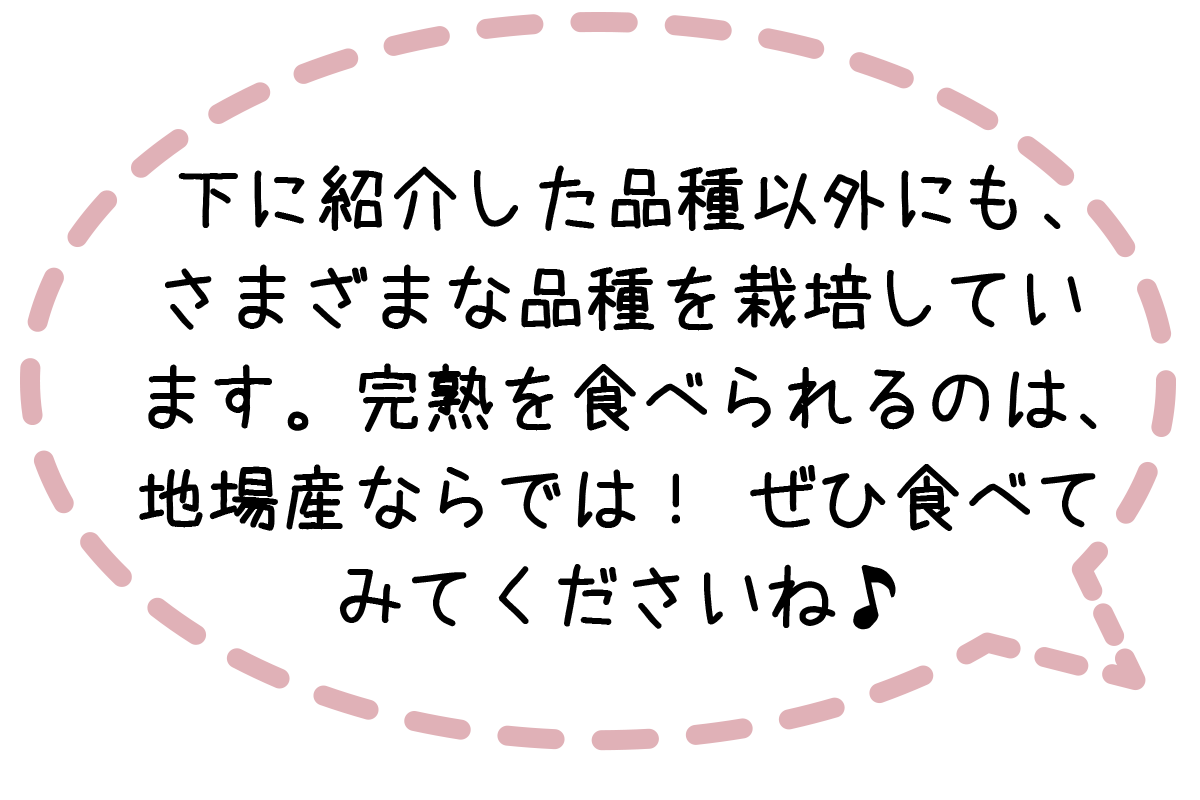 下に紹介した品種以外にも、さまざまな品種を栽培しています。完熟を食べられのは、地場産ならでは！ぜひ食べてみてくださいね♪