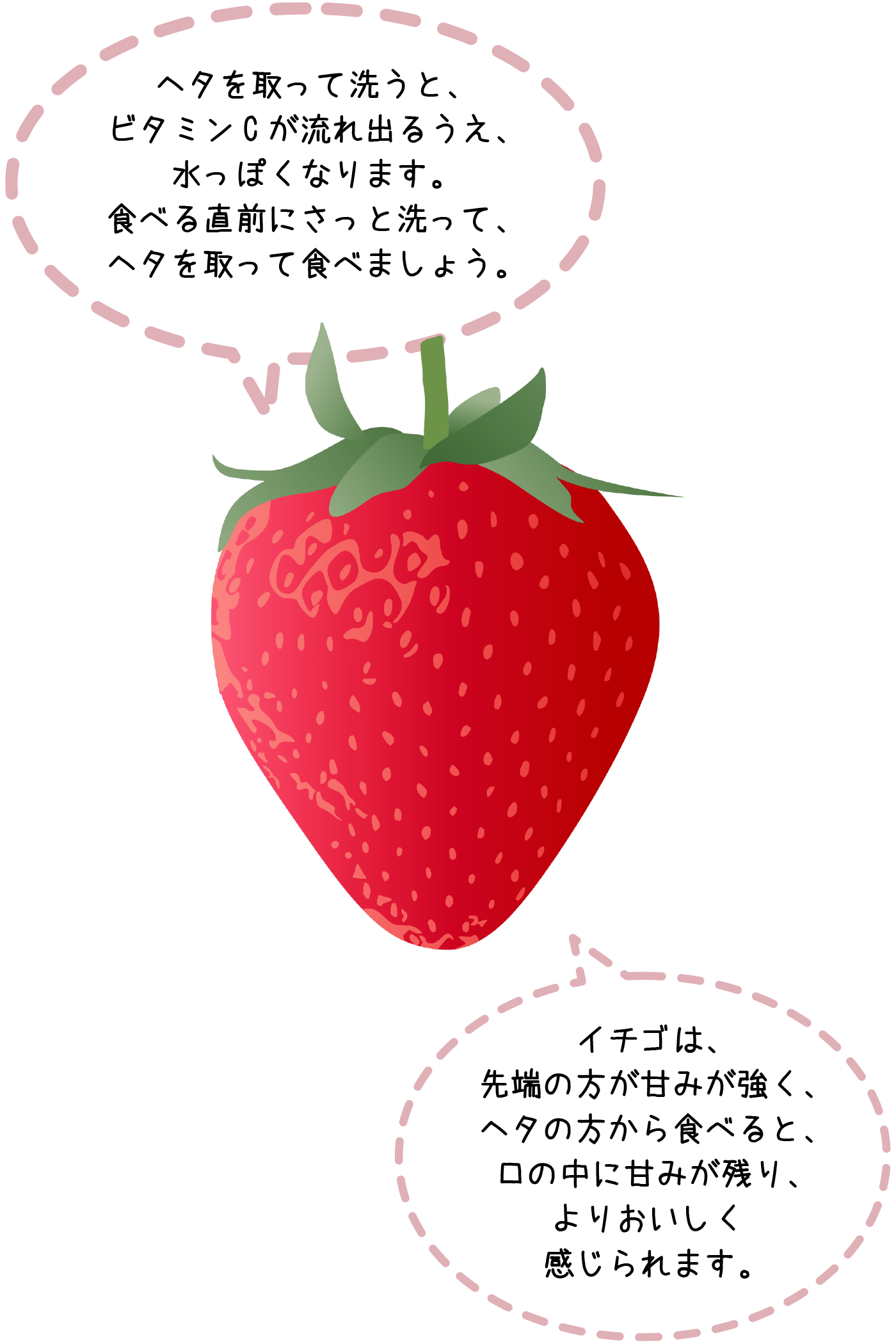 ヘタを取って洗うと、ビタミンCが流れ出るうえ、水っぽくなります。食べる直前にさっと洗って、ヘタを取って食べましょう。イチゴは、先端の方が甘みが強く、ヘタの方から食べると口の中に甘みが残り、おりおいしく感じられます。