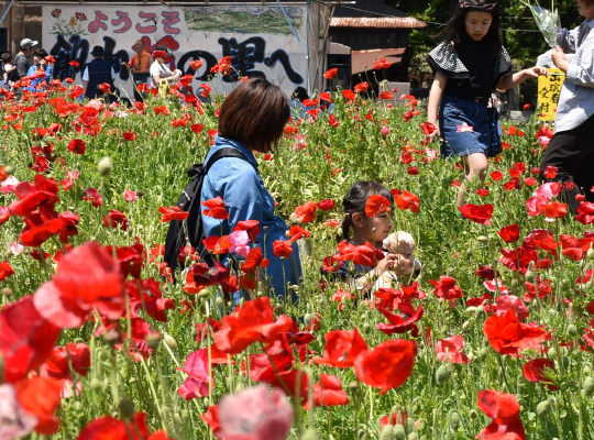 花（名所、ガーデニングなど）の写真の例