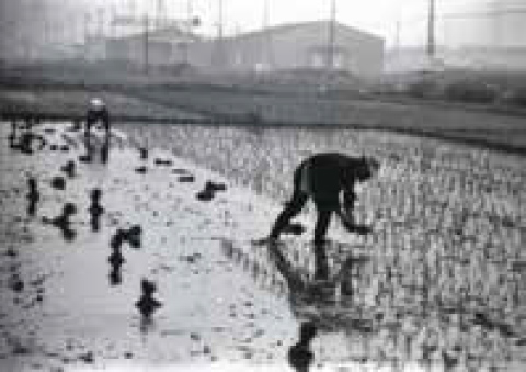 手作業による田植え（昭和38年）