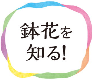 鉢花を知る!