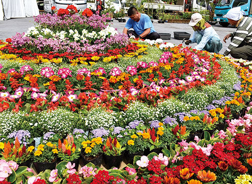 地場産の鉢花で彩られた「厚木市緑のまつり」のシンボルとなる花壇