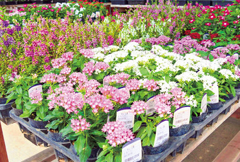 地場産の花