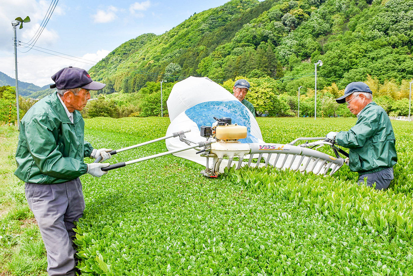茶摘機で茶の摘採作業の写真