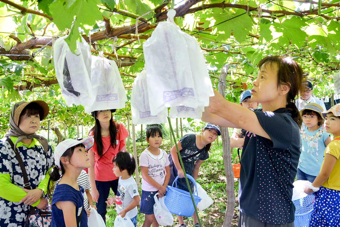 ブドウの収穫方法を教える三橋さんの写真