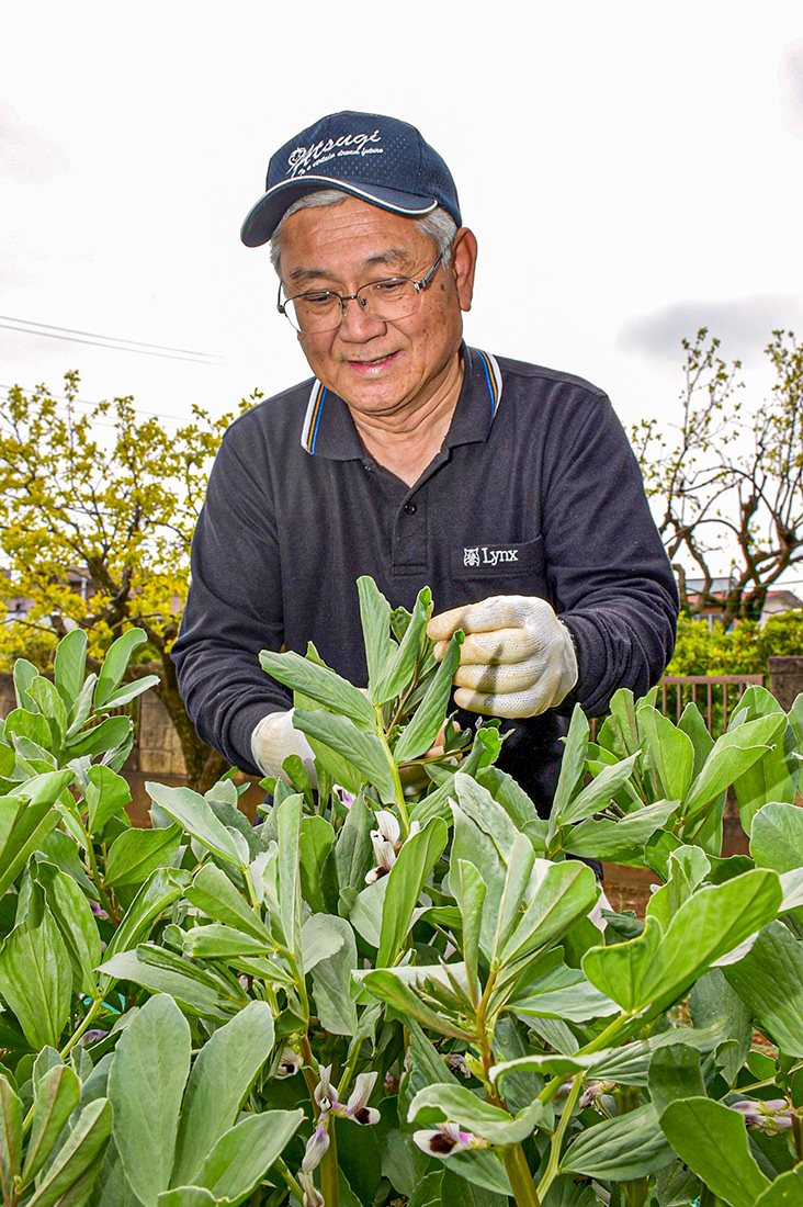 ソラマメの管理を行う小川さんの写真