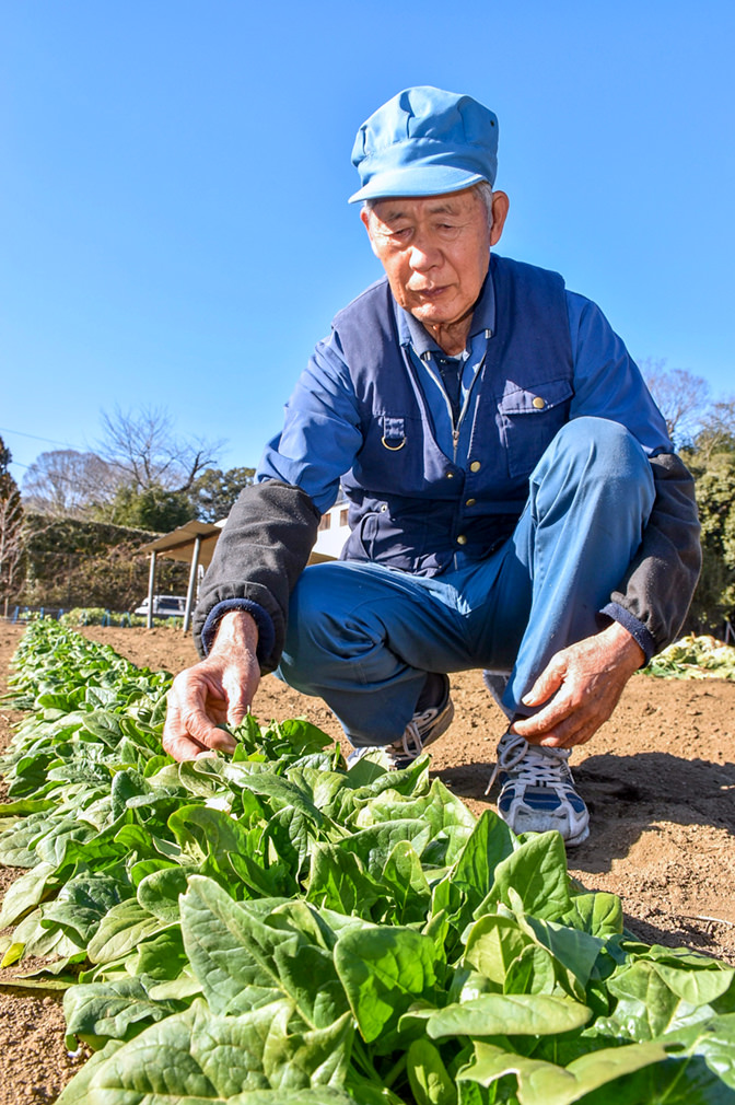 鍬で土寄せを行う志村さんの写真