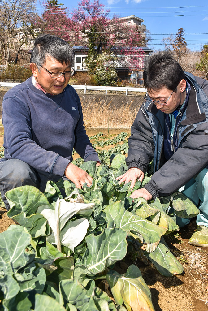 JA職員とキャベツの生育状況を確認の写真