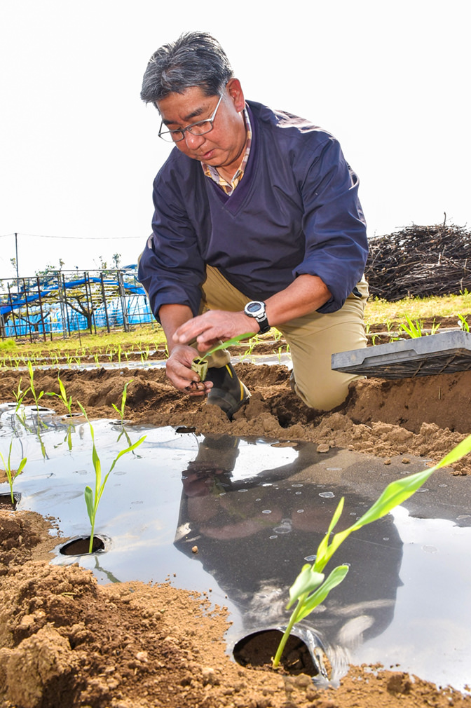 トウモロコシの苗を定植する山口さんの写真