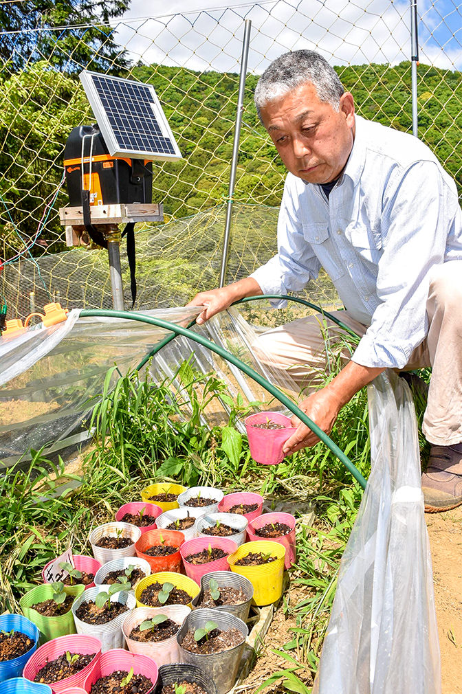 電気柵を張り、トンネルで野菜苗を育てる山口さんの写真