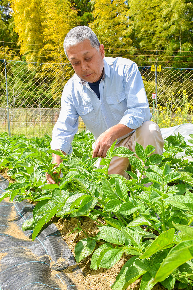 ジャガイモの生育を確認する山口さんの写真