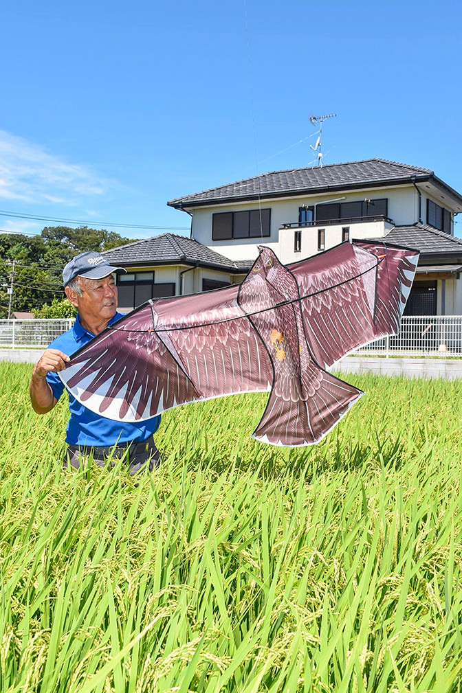 ショウガの生育状況を確認する小澤さんの写真