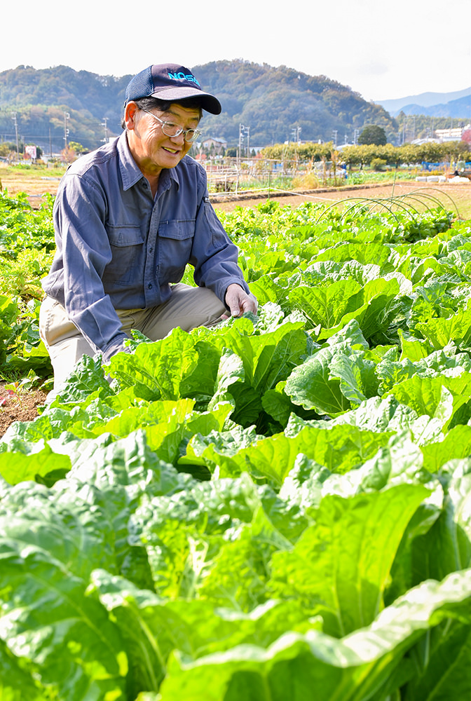 畑でハクサイなどの露地野菜も栽培の写真