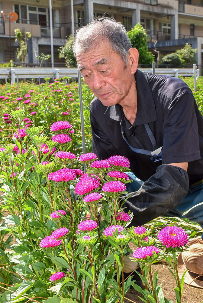 8月に満開を迎えたアスターの写真