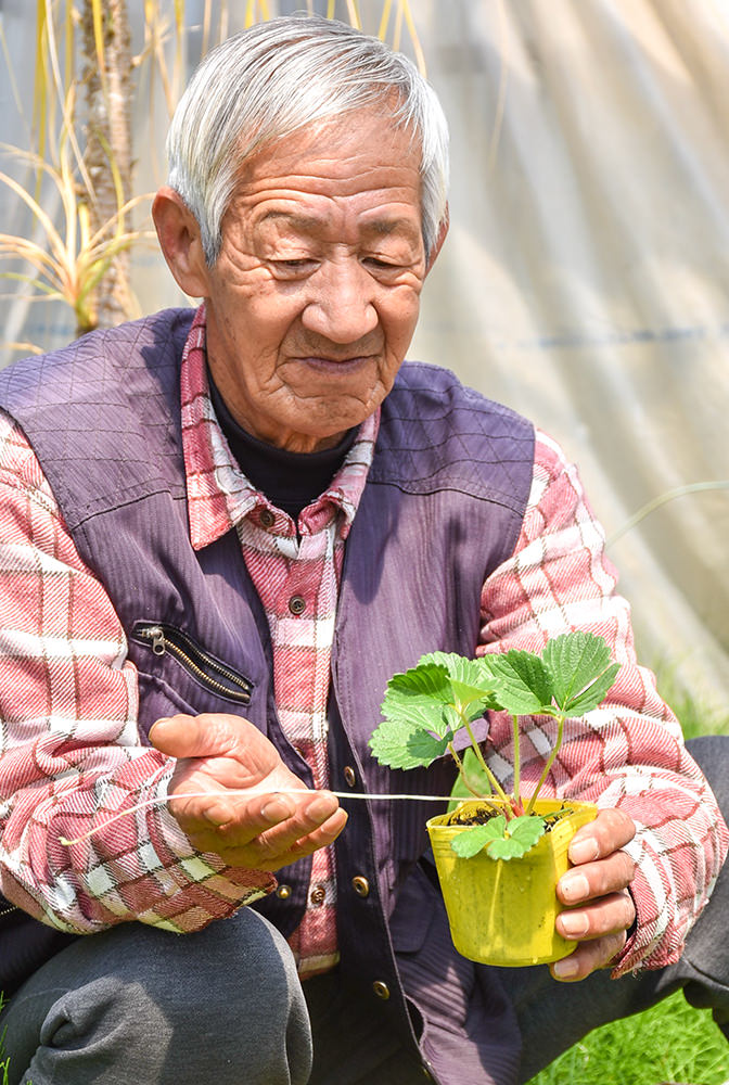 イチゴ苗の生育を確認する清水さんの写真