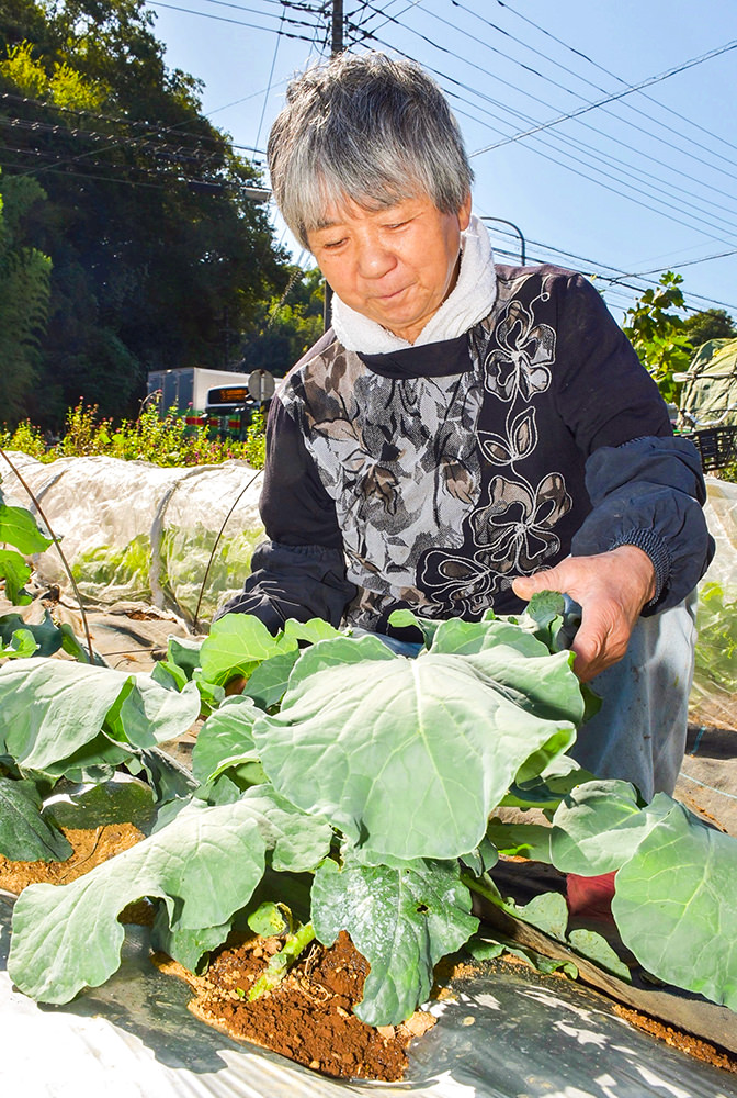 ブロッコリーの生育を確認する田村さんの写真