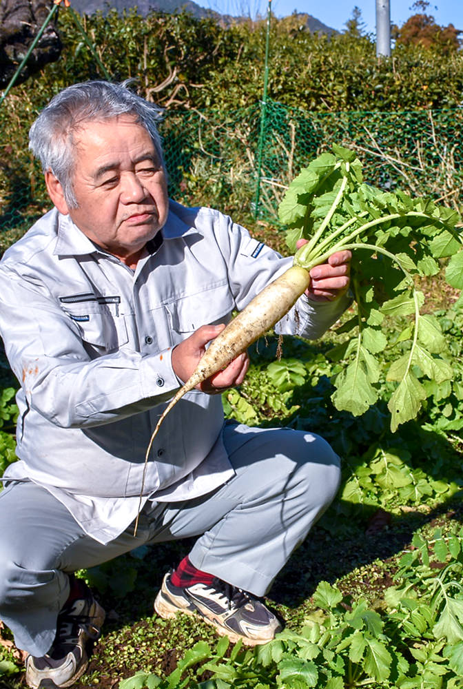 ダイコンの生育を確認する山田さんの写真