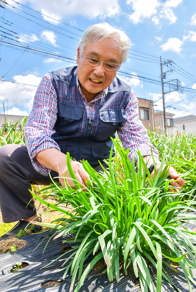 ニラの生育状況を確認する山口さんの写真