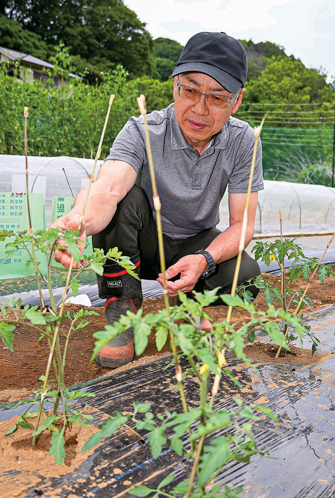 夏野菜の栽培管理を行う山口さん