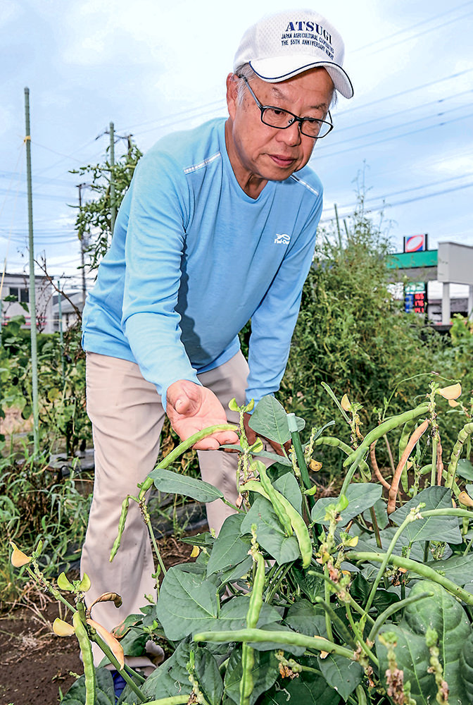 ササゲの生育を確認する鈴木さん