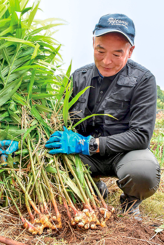 ショウガの収穫作業を行う三橋さん