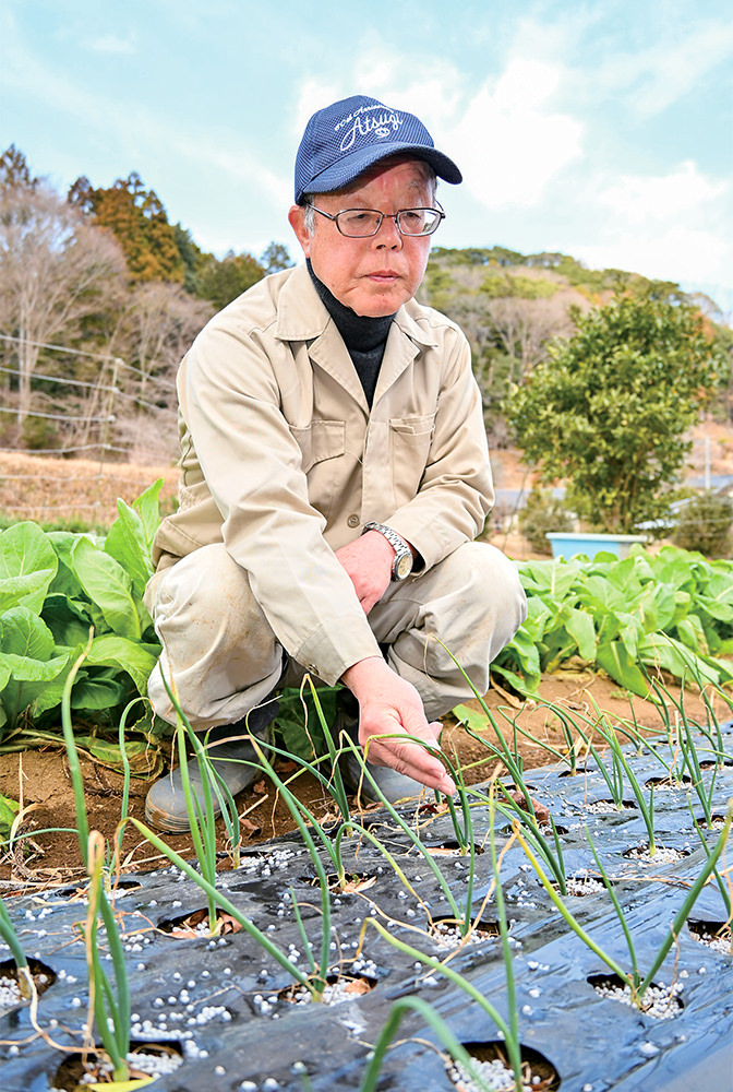 タマネギの生育状況を確認する岩澤さんの写真