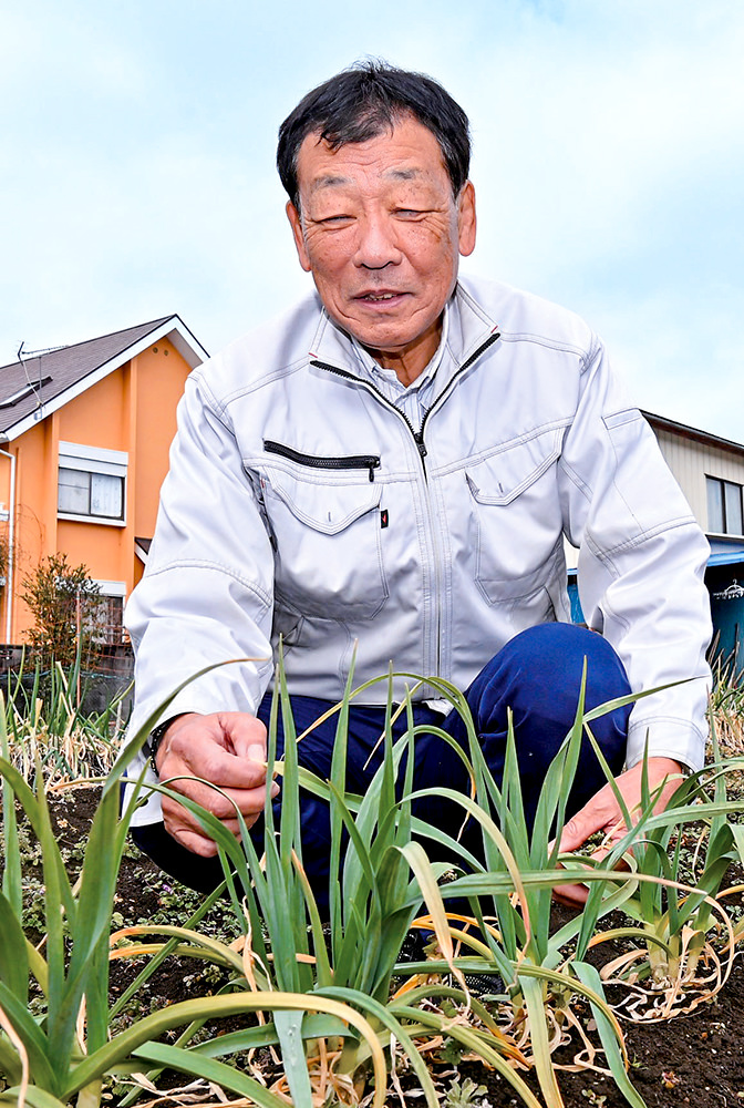 葉ニンニクの生育状況を確認する難波さんの写真