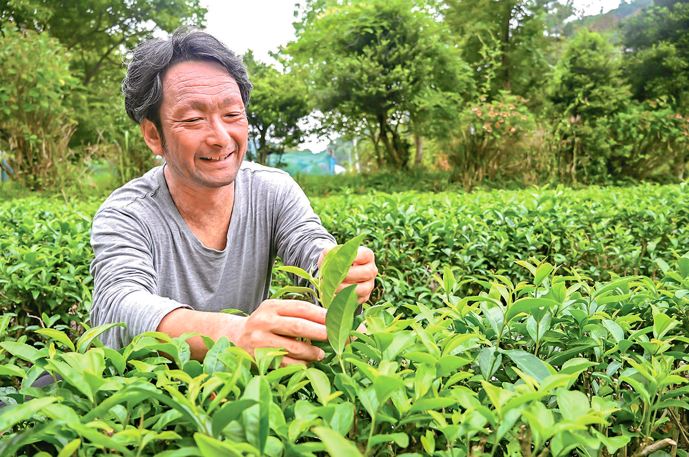 茶畑で茶葉を確認する城所さん