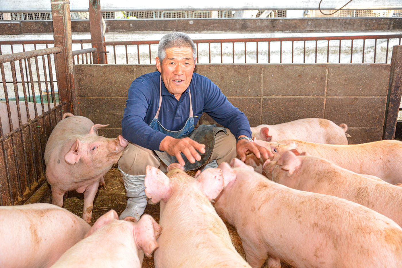 都市型養豚で安全 安心な豚肉を消費者に届ける あつぎの生産者 Jaあつぎ