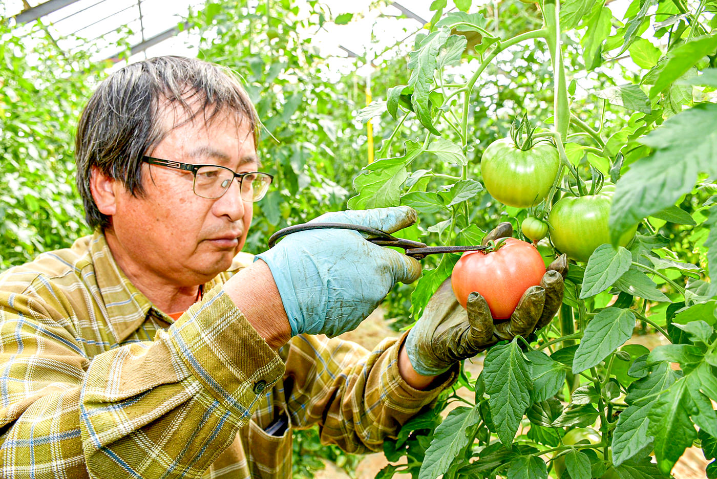 トマト生産者の写真