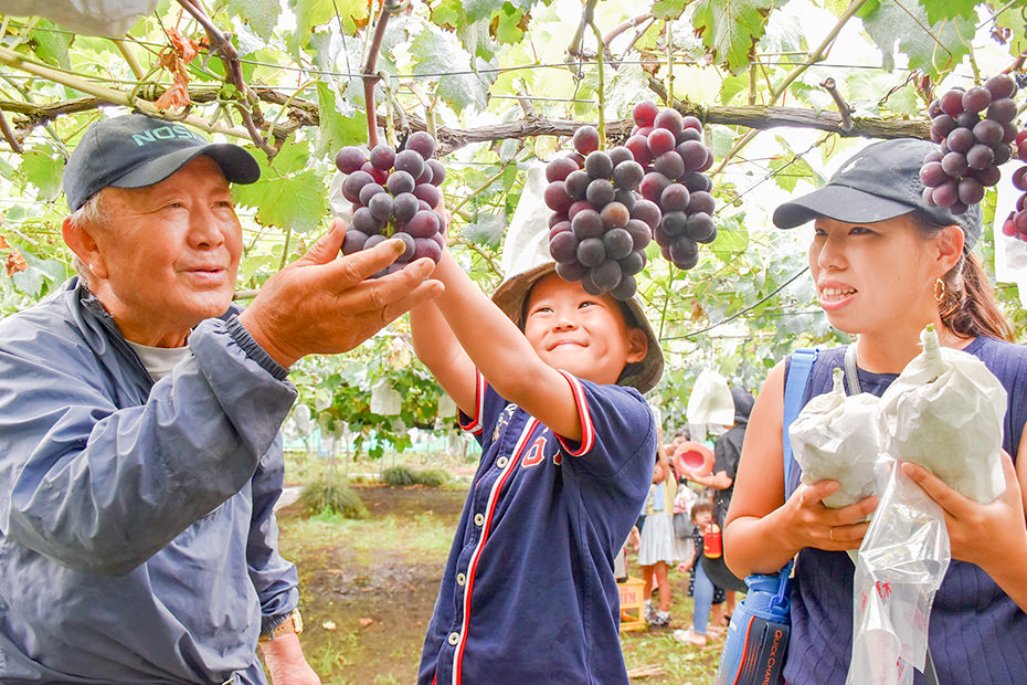 子どもがブドウを楽しそうに収穫している様子の写真