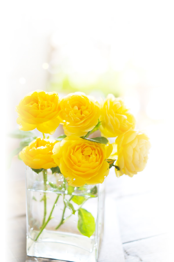 黄色いバラのイメージ写真