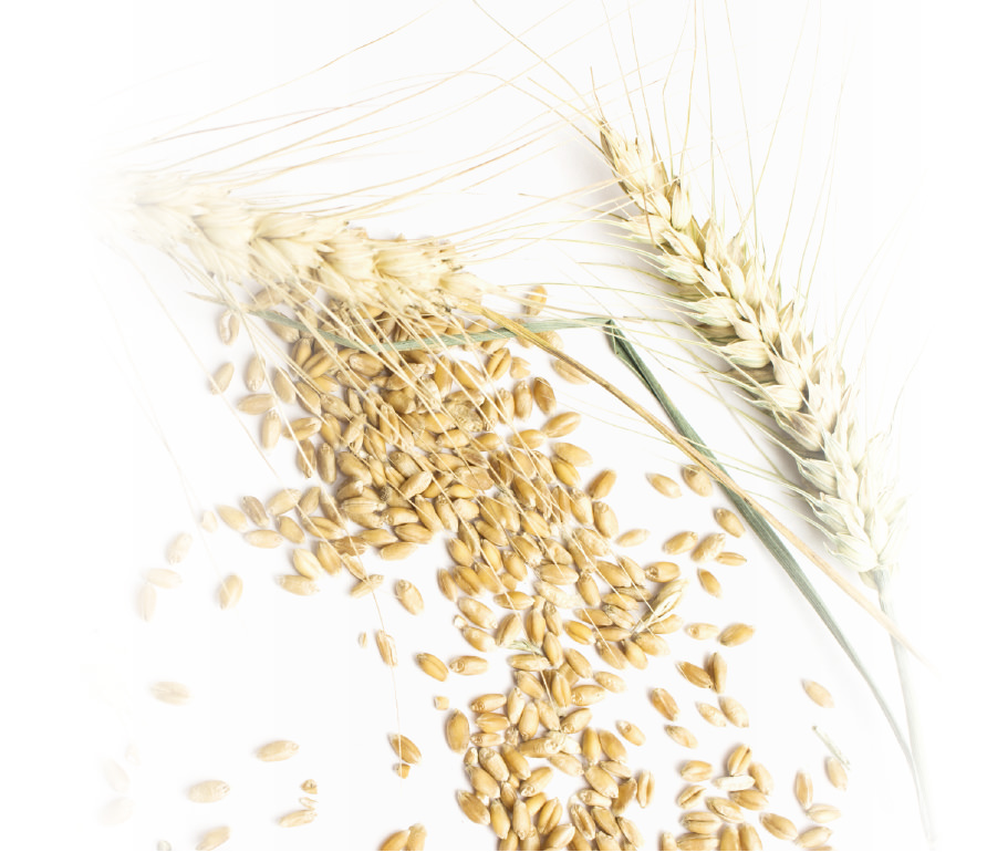 小麦の写真