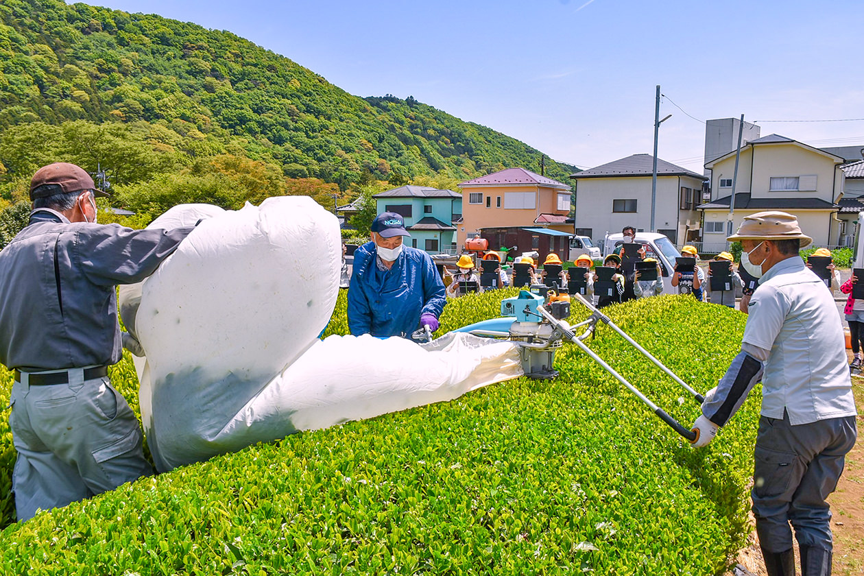 茶の収穫作業を見学する児童の写真