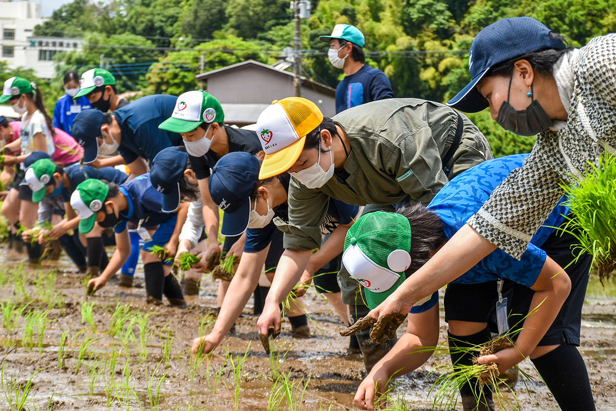 田植え作業を行う親子らの写真