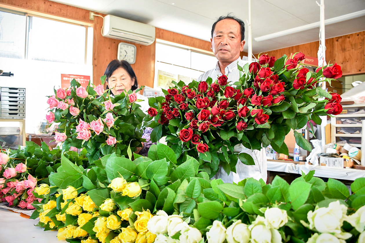 出荷に向けバラを整える内田さん夫婦の写真