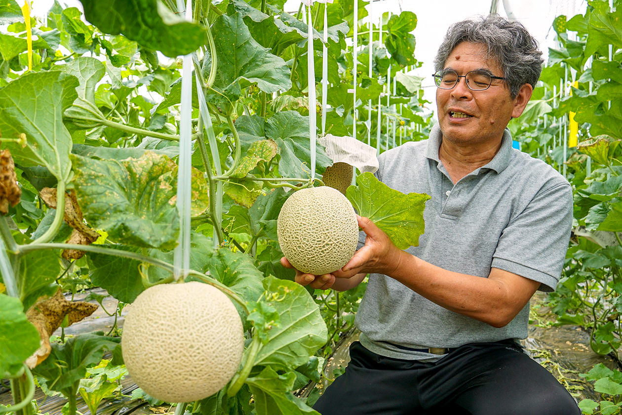 厚木産マスクメロンの仕上がりを確認する秋山さんの写真