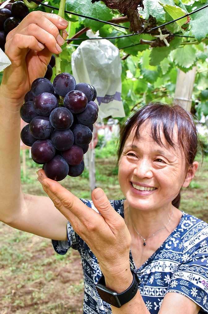 丹精込めて育てたブドウを収穫する三橋さんの写真