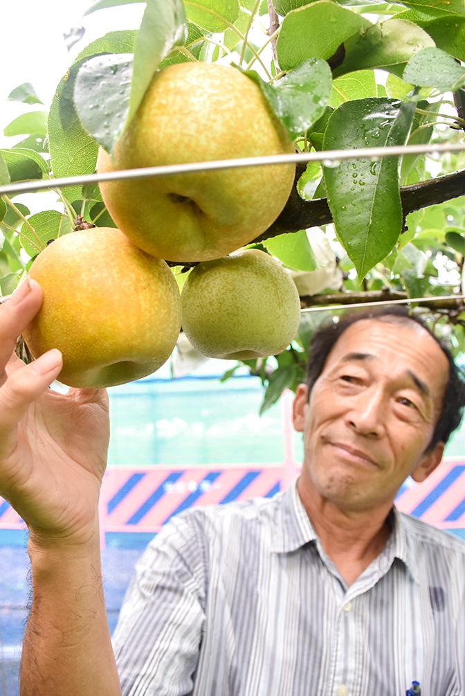 梨の生育状況を確認する鈴木さんの写真