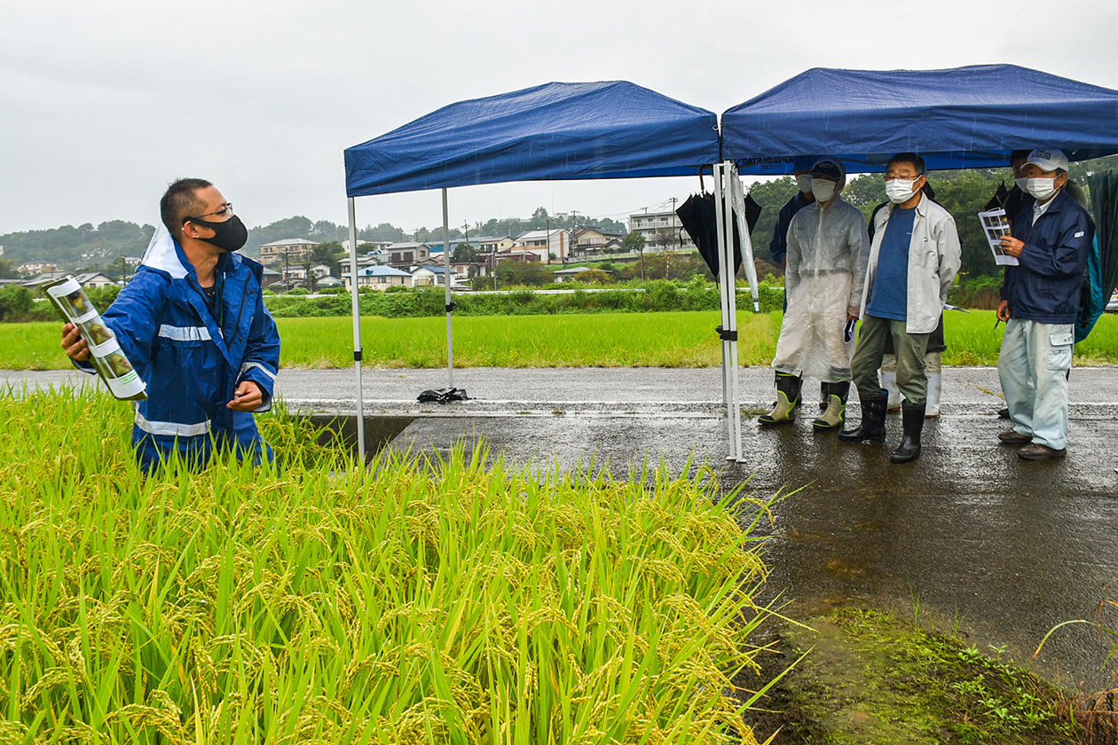 営農指導員と共に生育状況を確認する生産者の写真