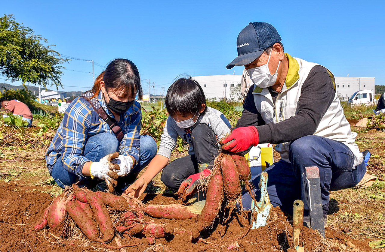 委員とともにサツマイモを収穫する親子の写真