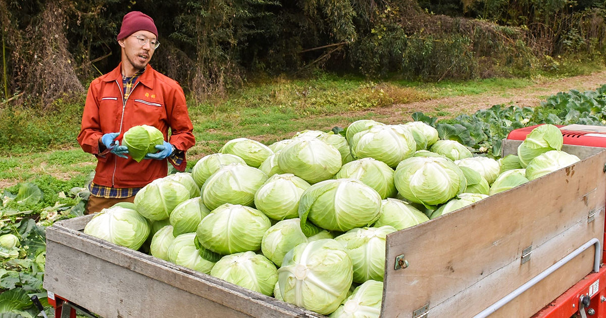 激安！大量！新鮮なキャベツ 1000kg 3月出荷予定 激安！大量！新鮮な