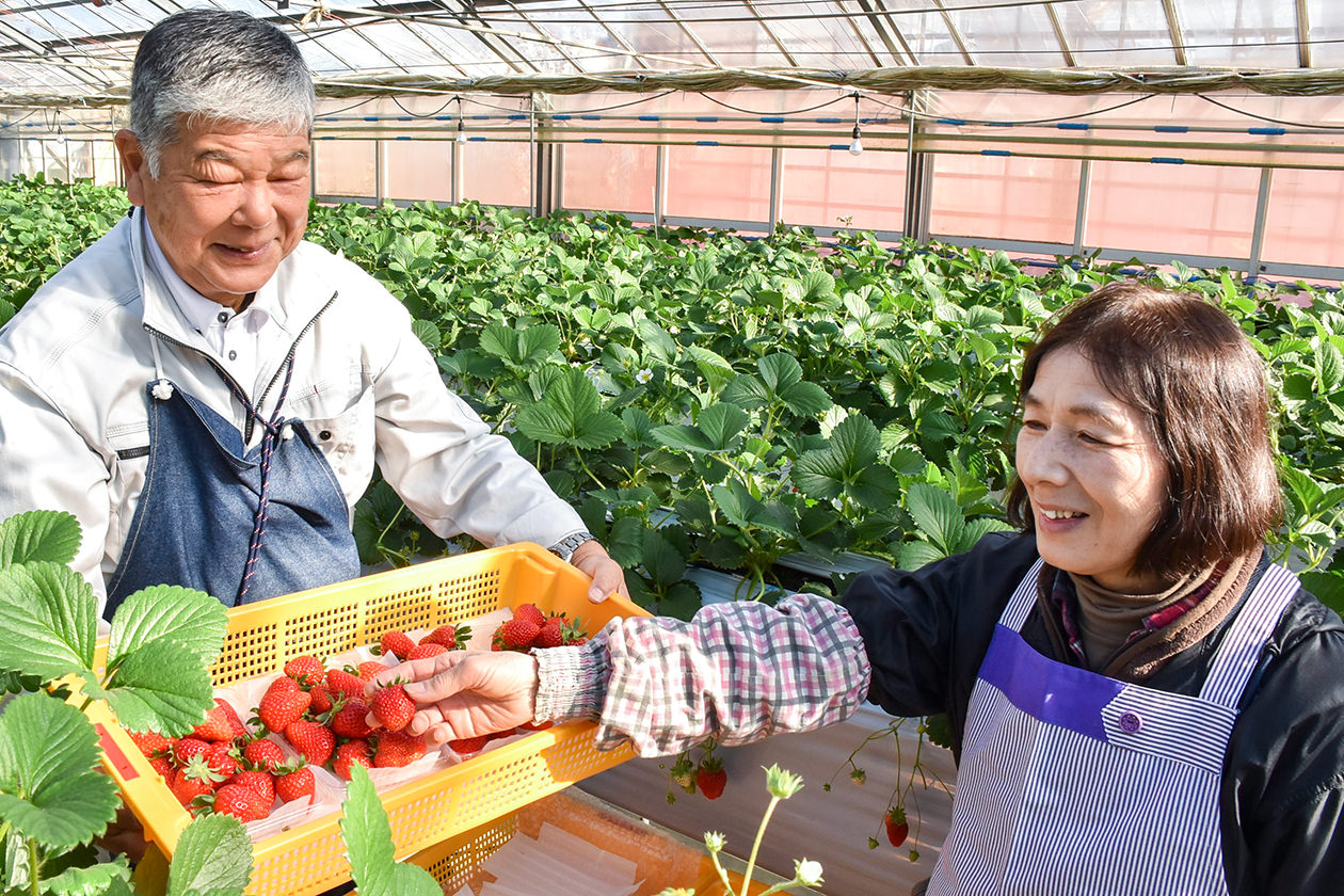 イチゴを収穫する杉山さん夫妻の写真