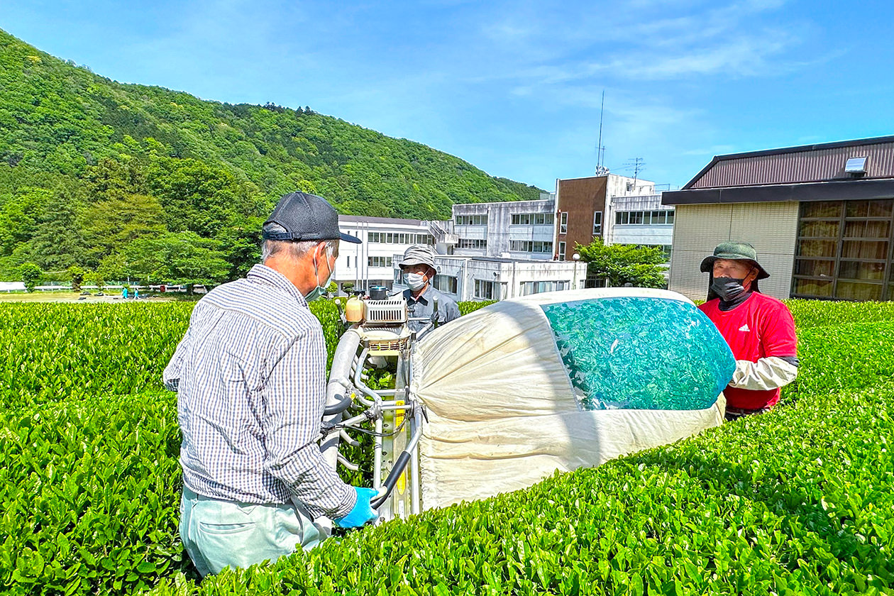 一番茶の摘採を行うチャピュア清川支援部の写真