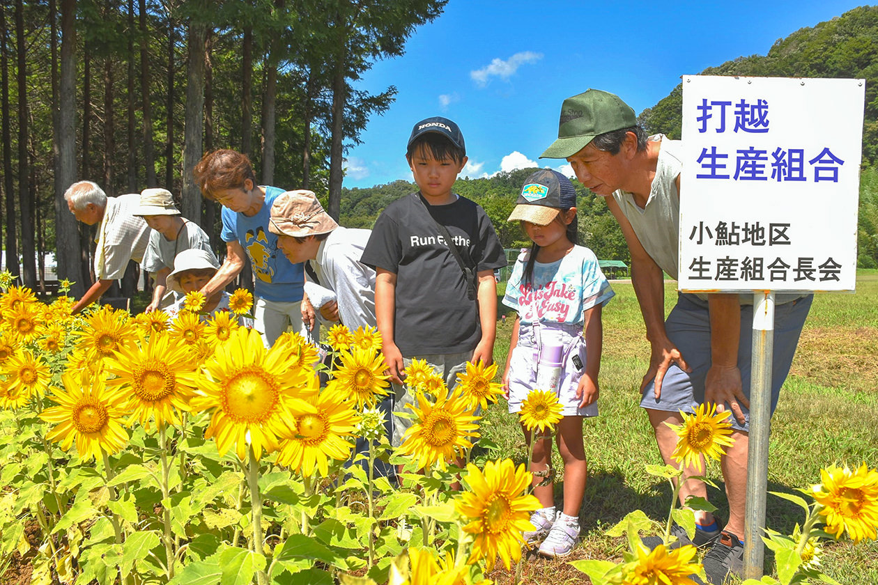 見頃を迎えたヒマワリを楽しむ組合員の写真