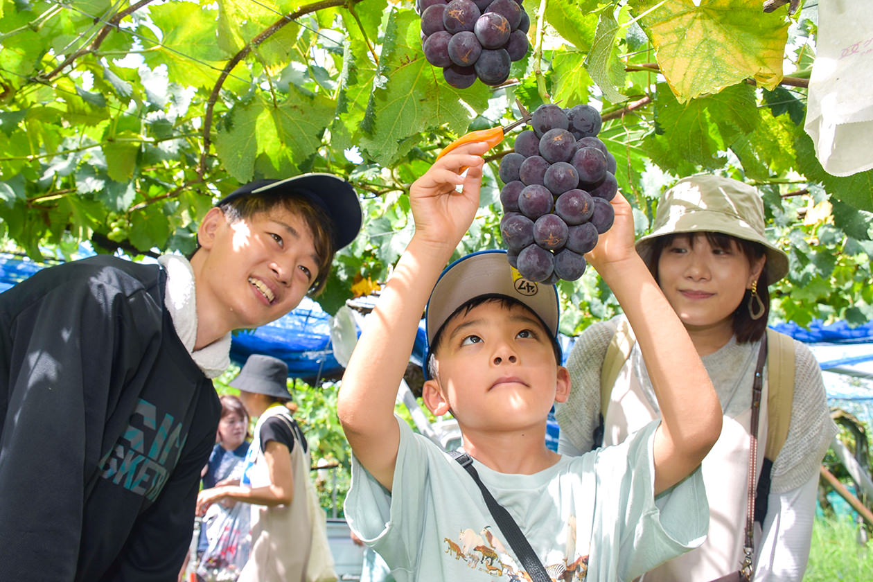 生産者に収穫方法を学びながらブドウ狩りを楽しむ親子の写真