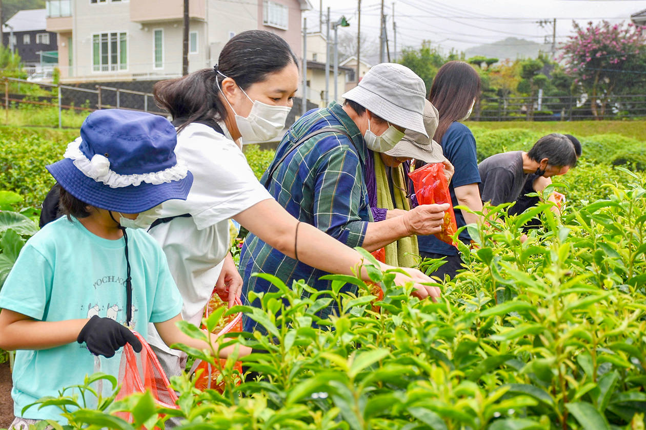 茶葉の感触を確かめながら茶摘みを行う参加者の写真