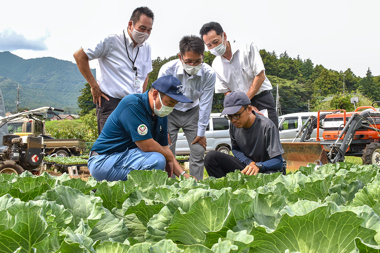 圃場巡回でキャベツの生育状況を確認の写真