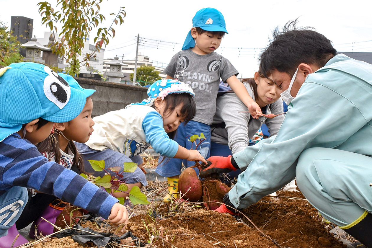 10月31日　相川地区　相川保育所サツマイモ堀り体験の写真