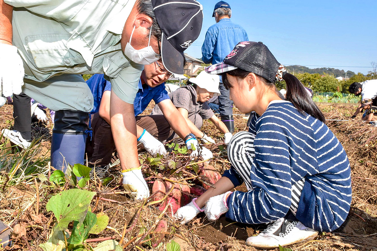 11月3日　荻野地区　親子イモ掘り体験の写真